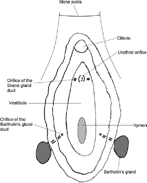 inflammation glande de skene|Skene’s Gland: Function, Location, Secretion & Conditions